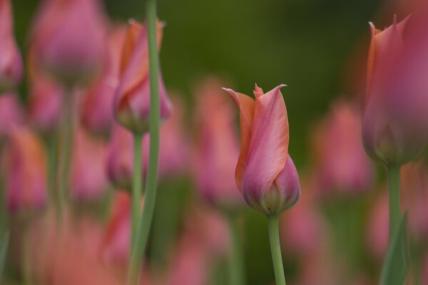 Los brotes de tulipán florecen en el campo