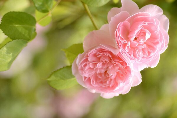 Roses représentées en macro sur fond flou