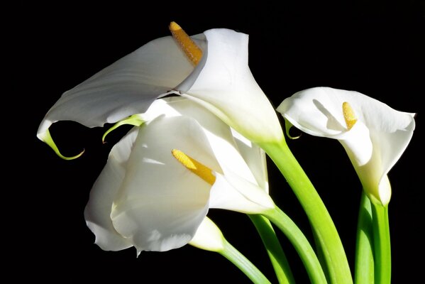 Weiße Calla-Blüten auf schwarzem Hintergrund