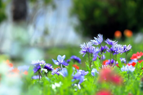 Wildblumen im Feld