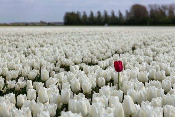 Eine rote Tulpe im Feld der weißen Tulpen