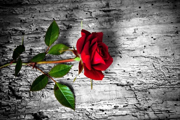 One red rose on a stone background