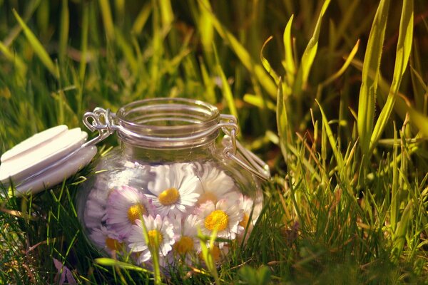 Fleurs de camomille dans un bocal en verre