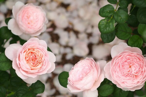 Rose pâle dans les feuilles vertes