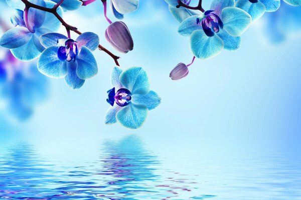Le orchidee blu in fiore si riflettono nell acqua