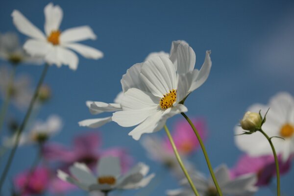 Flores de cosmea contra el cielo azul