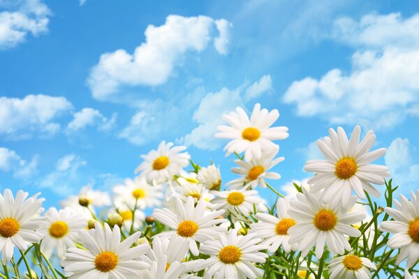 Daisies against the sky with clouds