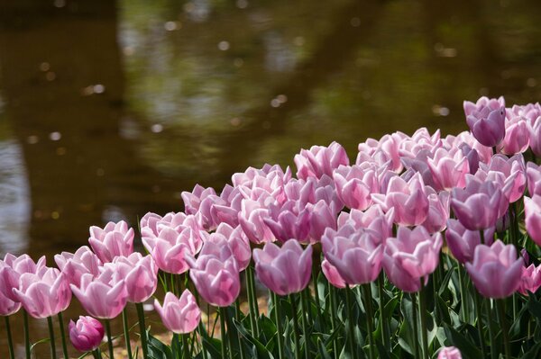 Dans le parc près de l étang fleuri tulipes