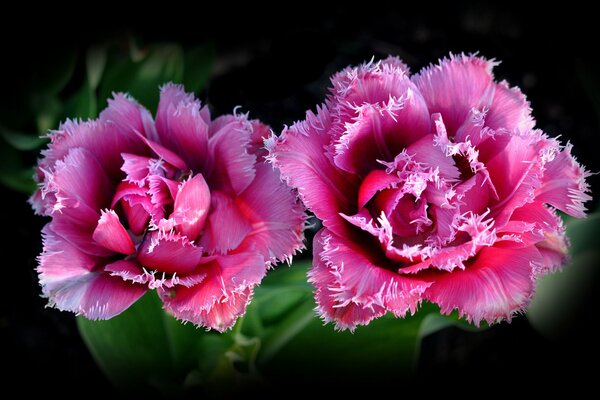 Coppia di boccioli di rosa, macro