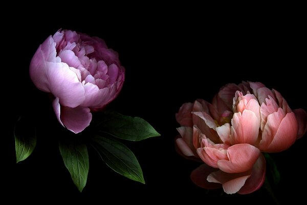 Peonies with large petals on a dark background