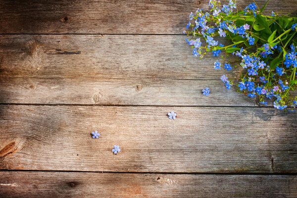 Vergissmeinnicht auf dem Holzboden ist blau