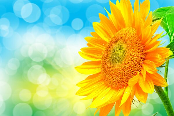 Tournesol lumineux brille dans les rayons du soleil