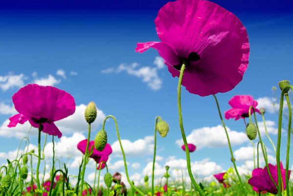 Fleurs sauvages dans un champ avec des nuages