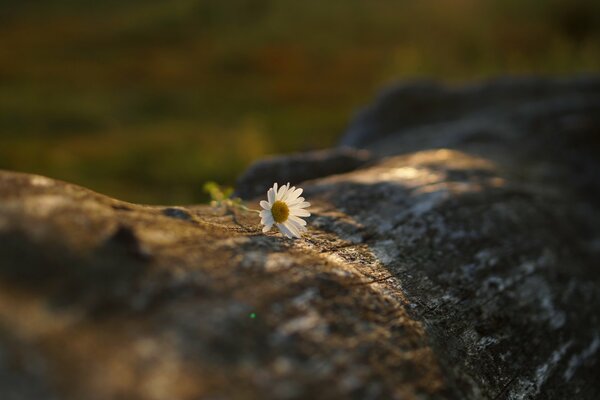 A beautiful daisy is lying on the rocks