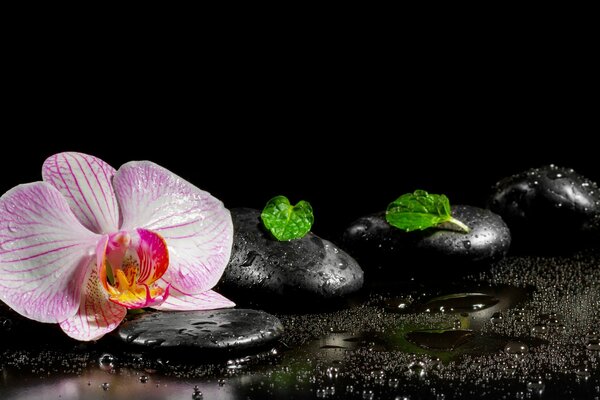 Pierres de spa avec orchidée dans l eau