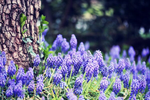 Tree trunk and grape hyacinths