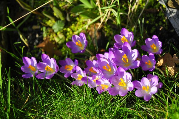 Crocus en fleurs au printemps sur l herbe