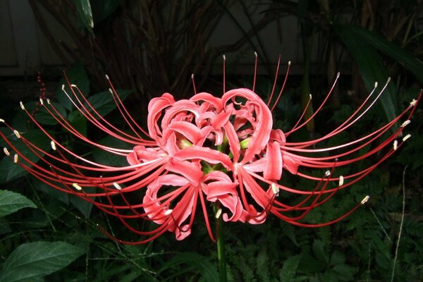 Miracle floral aux tons rouges