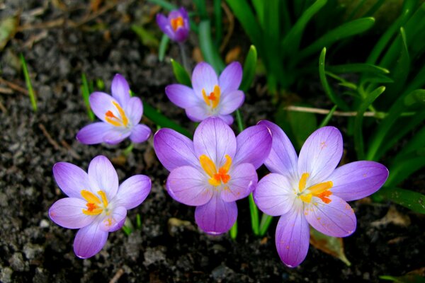 Crocus floraison au début du printemps