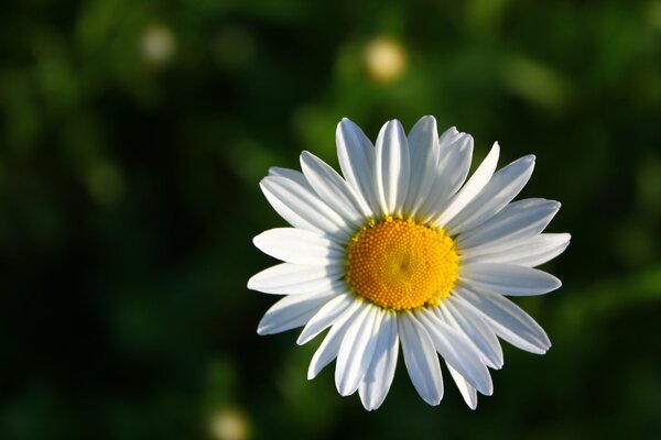 Marguerite-fleur blanche dans un champ vert