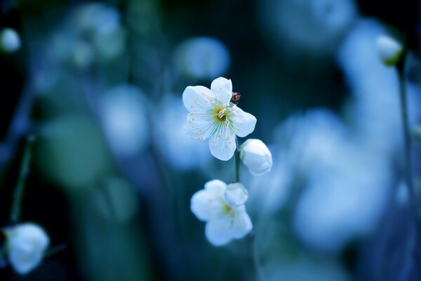 Plum blossom behind a white branch