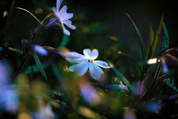 Image of blue flowers with highlights