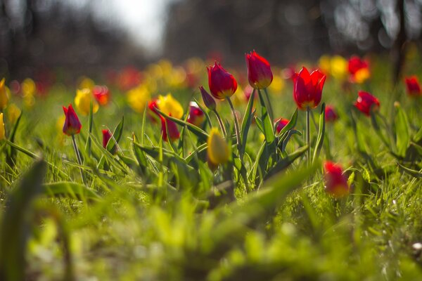 A blurry image of a field with yellow and red tulips