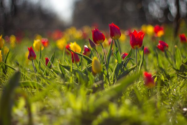 Immagine sfocata del campo con tulipani gialli e rossi