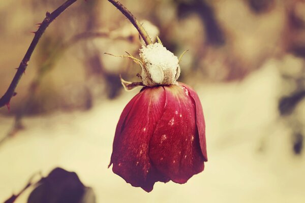 Rosa roja marchita en la nieve
