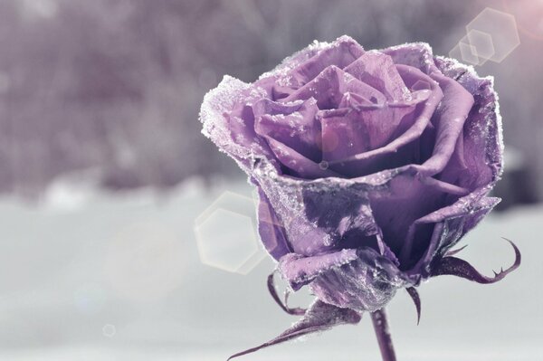 Frost on a purple rose in the snow