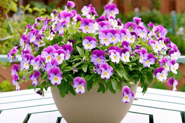 Bouquet de pensées dans un vase sur une table