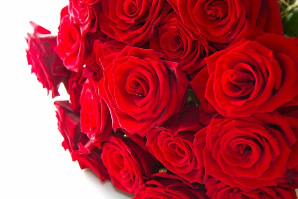 Luxuriöser Strauß roter Rosen