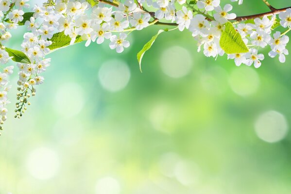Photo of sakura on a delicate green background