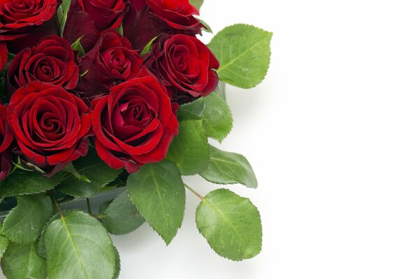 Bouquet di belle rose rosse