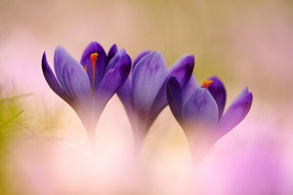 Prímulas Lilas en la mañana de primavera