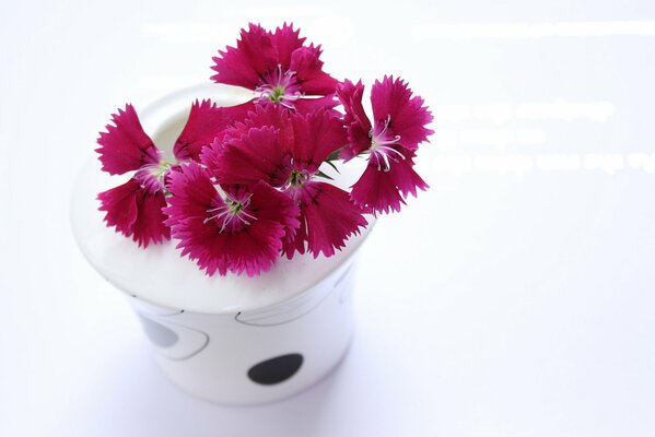 Oeillets roses dans un vase blanc avec un motif