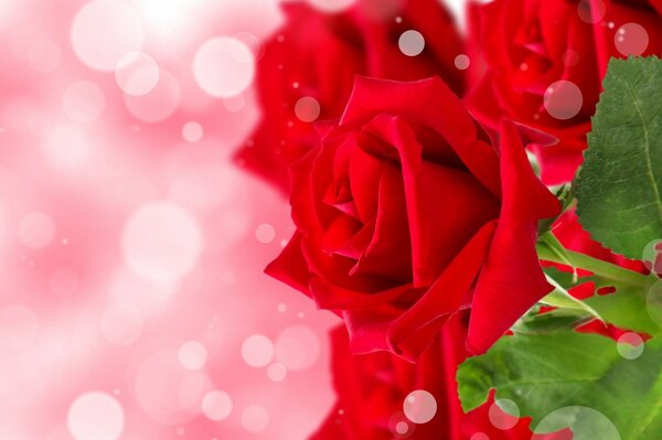 Rose rosse su sfondo rosa