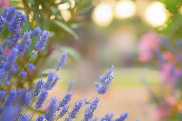 Schöne blaue Lavendelblüten