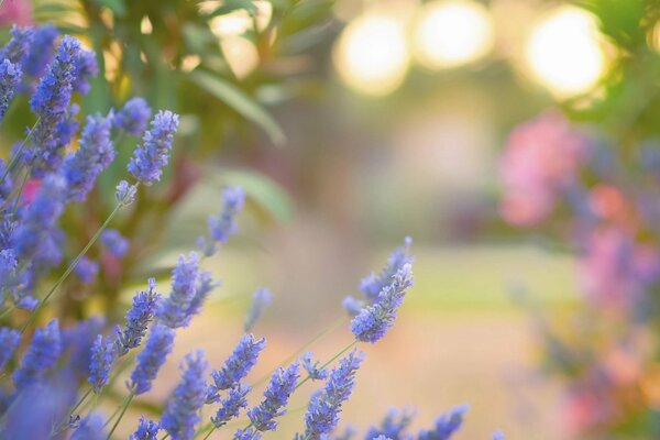 Beautiful blue Lavender flowers