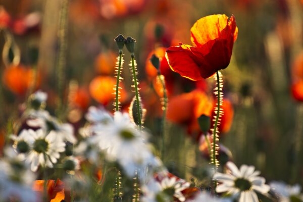 Mohn und Kamille auf grünem Gras