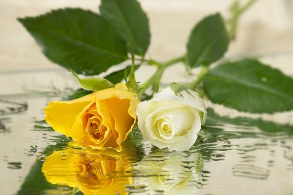 La rosa bianca e gialla si riflette nell acqua