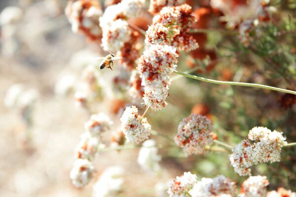 Abeille assis sur une fleur blanche
