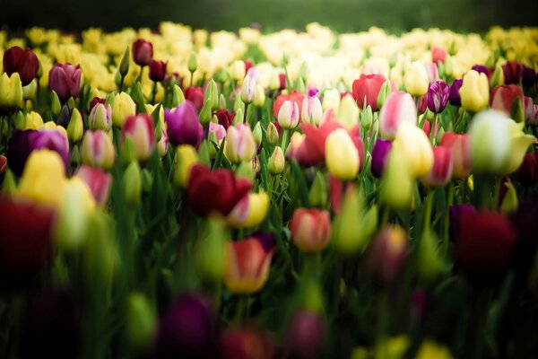 A field of colorful tulips in close-up