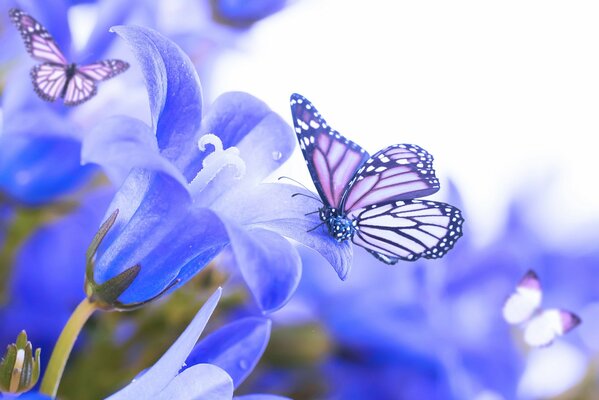 A large butterfly on a purple flower