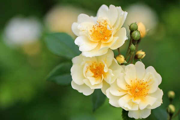 Rosenknospe und Blüten auf einem Zweig