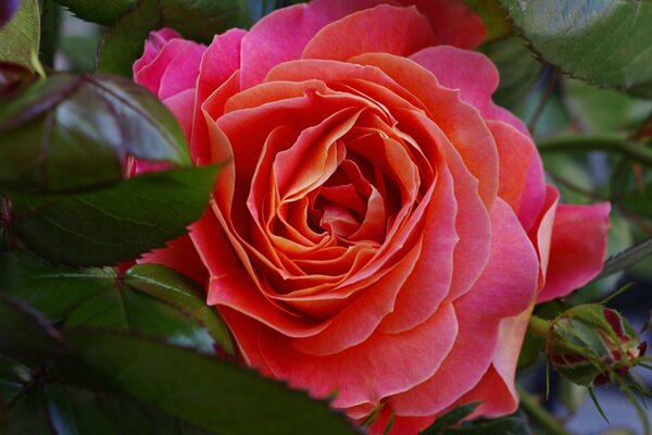 Grande bocciolo di rosa con foglie succose