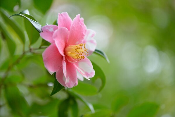 Fleur rose sur fond vert