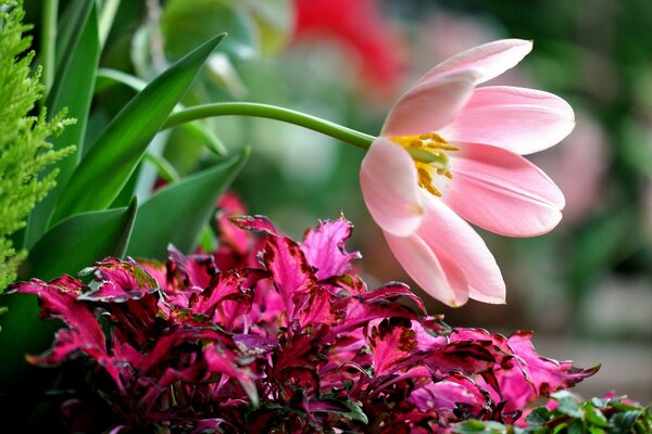 Zärtlichkeit und Schönheit in einer Blume