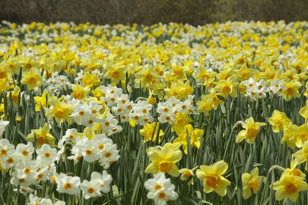 Frühlingsplantagen von gelben und weißen Narzissen