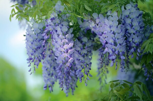 Mesmerizing wisteria, fabulous flowers